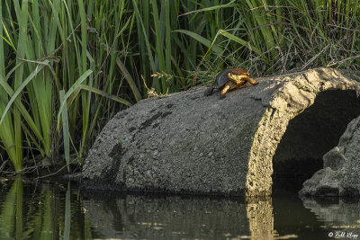 Western Pond Turtles  38