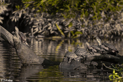 Western Pond Turtles  40