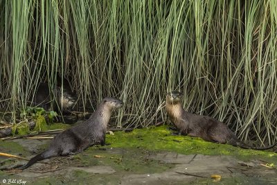 River Otters  49