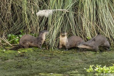 River Otters  51