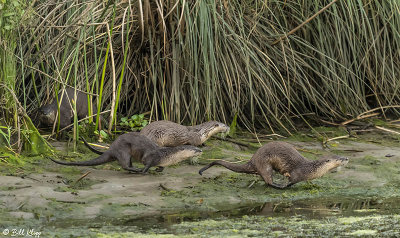 River Otters  58