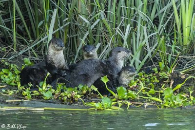 River Otters  66