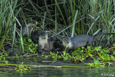 River Otters  67