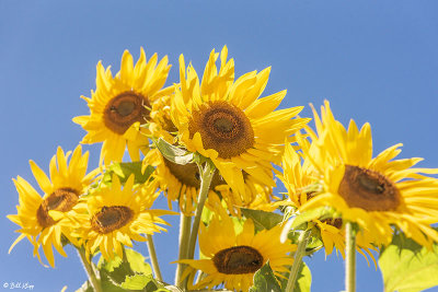 Sunflowers  2