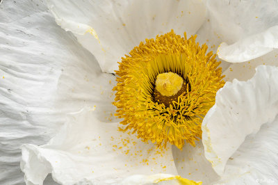 Matilija Poppy / Fried Egg Plant 1