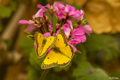 Alfalfa Caterpillar Butterfly  1