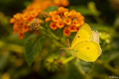 Alfalfa Caterpillar Butterfly  5