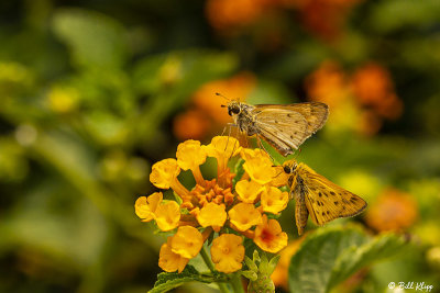 Alfalfa Caterpillar Butterfly  7