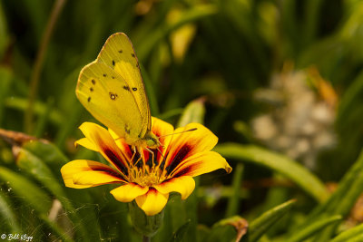 Alfalfa Caterpillar Butterfly  8