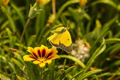 Alfalfa Caterpillar Butterfly 10