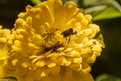 Bee on Flower  1