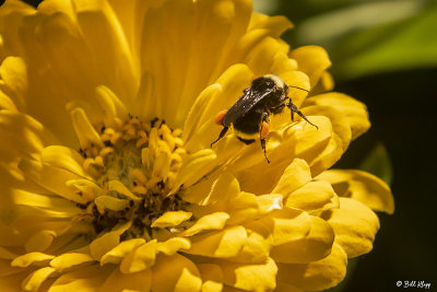 Bee on Flower  2