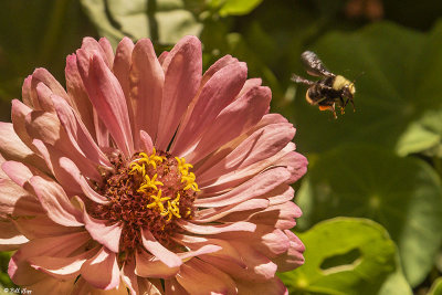 Bee on Flower  4