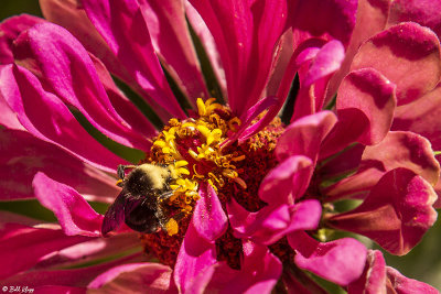 Bee on Flower 6
