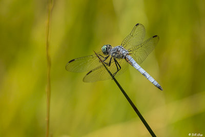 Blue Dasher Dragonfly  6