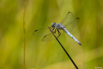 Blue Dasher Dragonfly  7