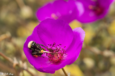 Bee on Calandrinia  2