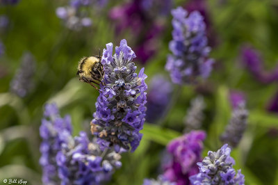 Bee on Lavender  1