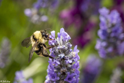 Bee on Lavender  3