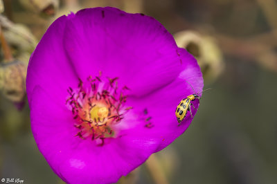 Lady Bug on Calandrinia  4