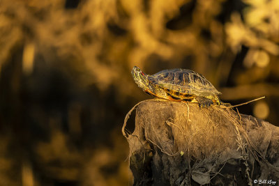 Red-eared Slider Turtle  2