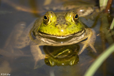 American Bullfrog  4