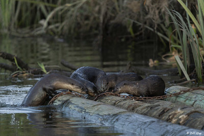 River Otters  72