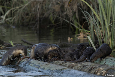 River Otters  74