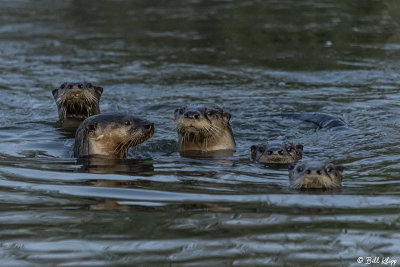 River Otters  78