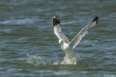 Ring-Billed Gull fishing  2