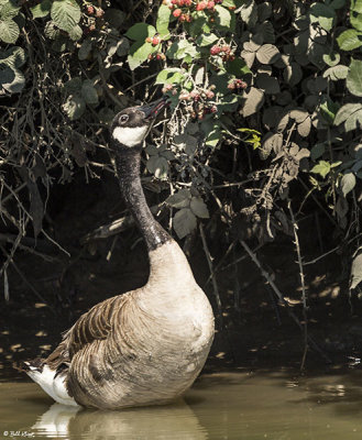 Canada Geese eating blackberries  58