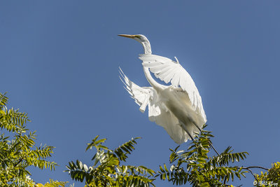 Great Egrets  101
