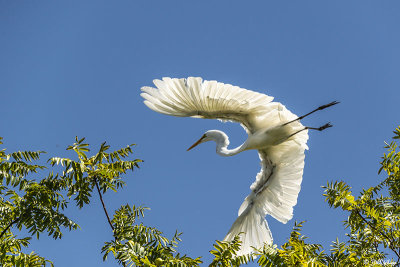 Great Egrets  102