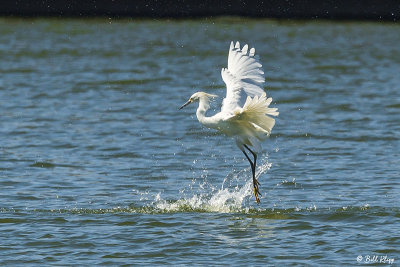 Snowy Egret Fishing  77