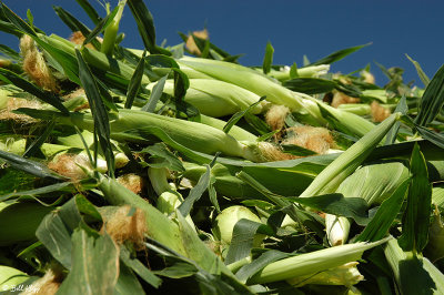 Brentwood Corn Harvest  5