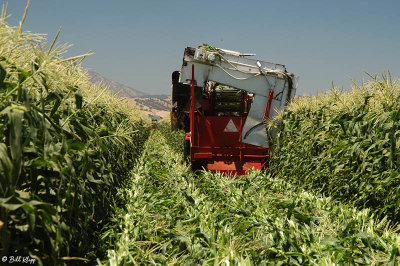 Brentwood Corn Harvest  6