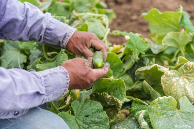 Cucumbers   1