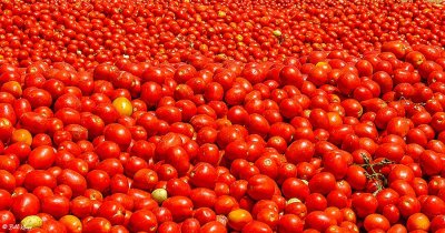 Byron Tomato Harvest  8