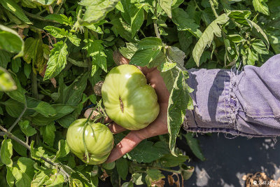 Byron Tomato Harvest  9