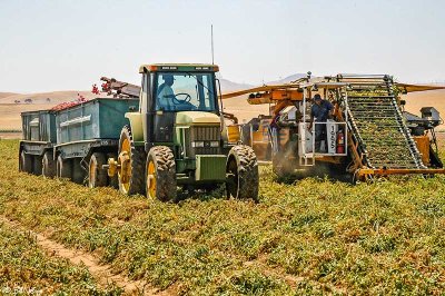 Byron Tomato Harvest  10