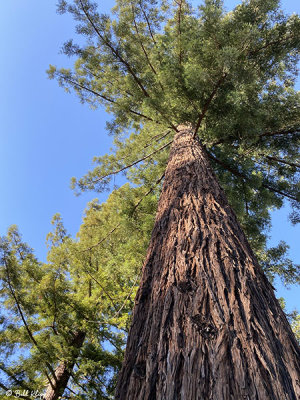 Redwood Trees, Humboldt County  1