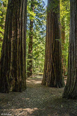 Redwood Trees, Smithe Grove  4