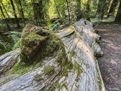 Redwood Trees, Smithe Grove  6
