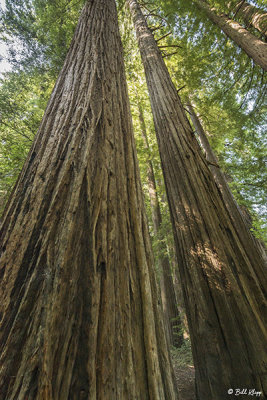 Redwood Trees, Smithe Grove  7