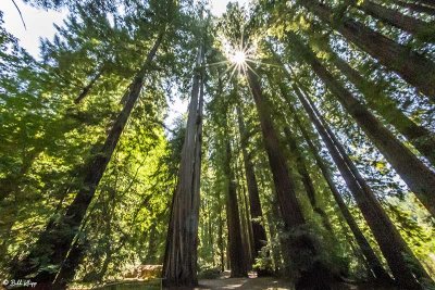 Redwood Trees, Smithe Grove  9