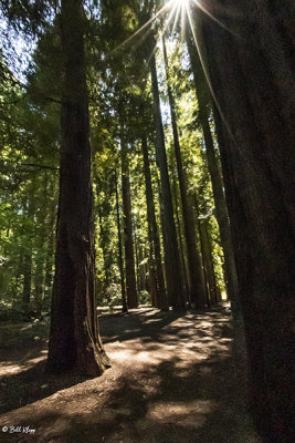 Redwood Trees, Smithe Grove 10