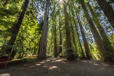Redwood Trees, Smithe Grove  11