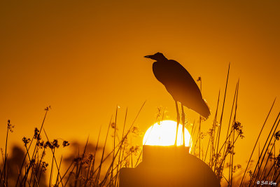 Great Blue Heron Sunset  29