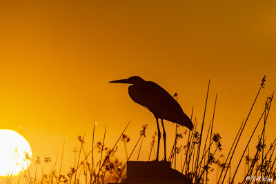Great Blue Heron Sunset  30