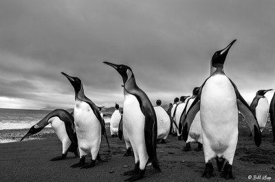 King Penguins, Salisbury Plain  2